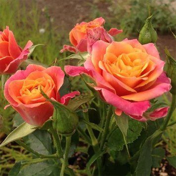 Сонора (спрей)  000578 фото