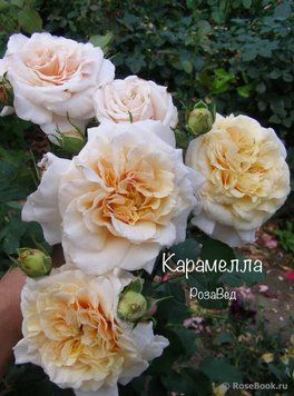 Карамелла  (ш) 00145 фото