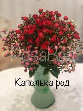 Крапелька Ред (фл)  00101 фото