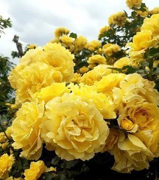 Рімоза (в) 00660  фото