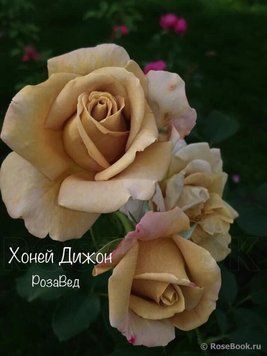 Хоней Діжон (фл)  00062 фото