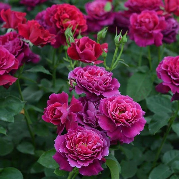 Вагулєтта (фл,японка)  00110 фото