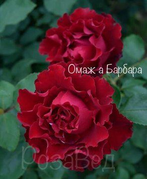 Омаж а Барбара (фл)  00113 фото