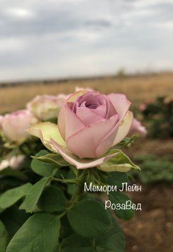 Меморі Лейн (чг)  00501 фото