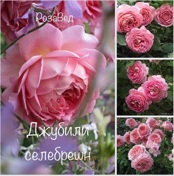 Джубілі селебрешн  (англ,кущ) 00024 фото
