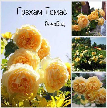 Грехам Томас  (англ) 00025 фото