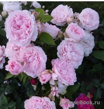 Міранда  00512  фото