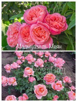 Мадмуазель меян (чг)  00455 фото