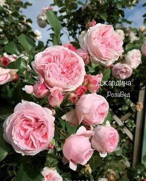 Джардіна  (в)  00308 фото