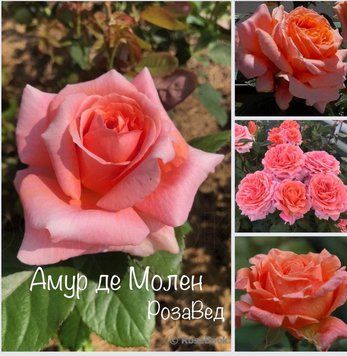 Амур де молен (чг)  00464 фото