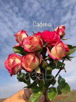 Сафіна (спр)  00202 фото