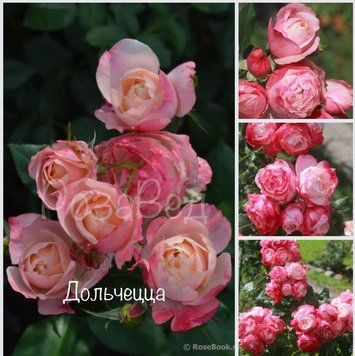Дольчецца (фл)  00094 фото